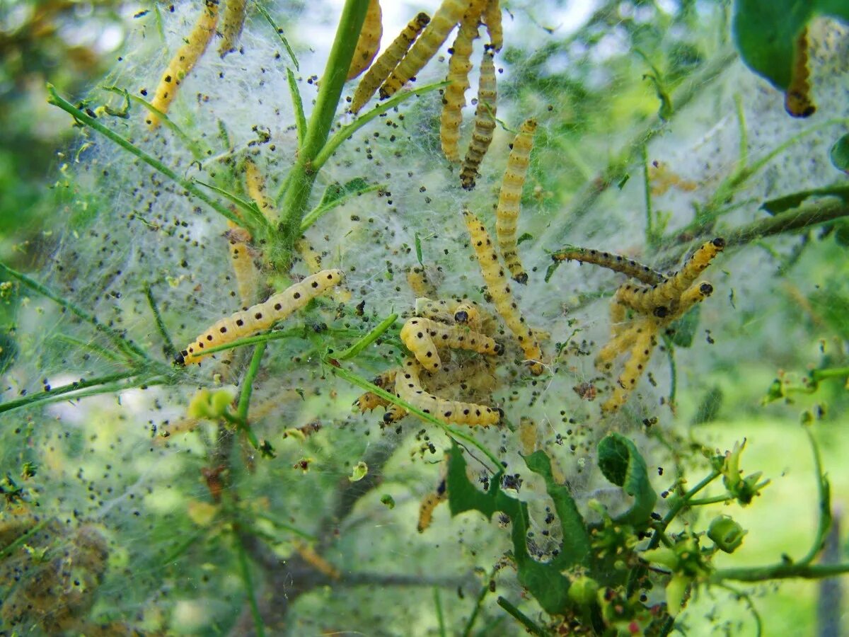 Насекомые питающиеся листьями растений. Вредители калины калиновый листоед. Растение которое ест насекомых. Росянка растение хищник. Калиновый листоед гусеница.