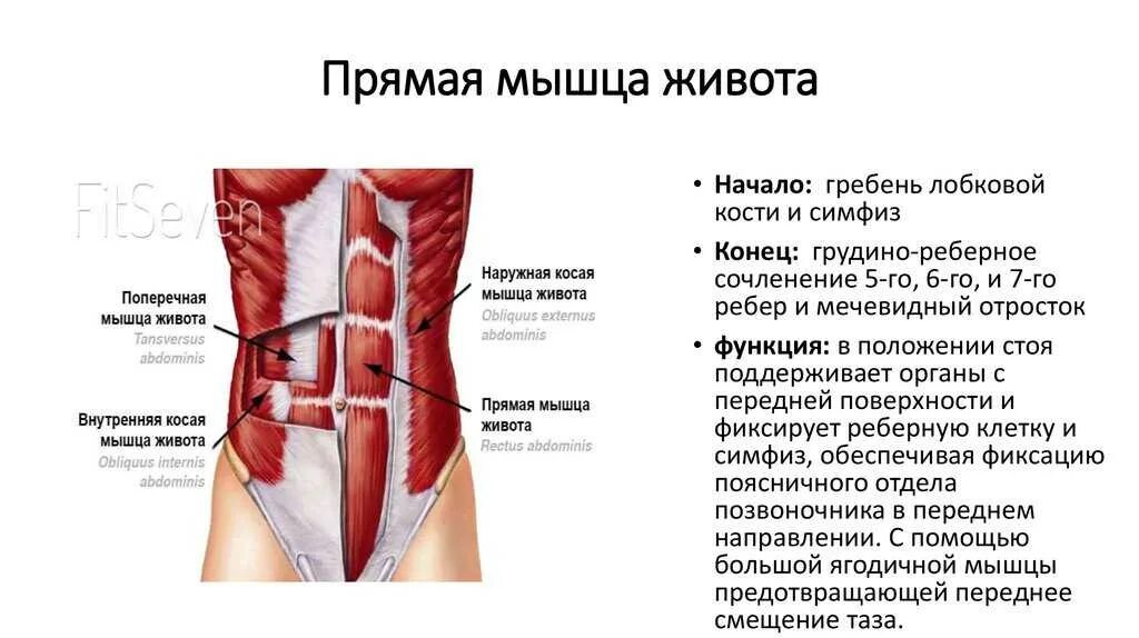 Передняя прямая мышца живота. Прямая мышца живота начало и прикрепление функции. Крепление прямой мышцы живота. Функция прямой мышцы живота. Функция прямой мышцы живота (m. rectus abdominis):.