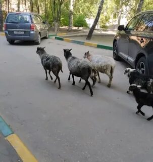 Барашки гуляют