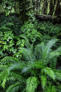 Forest plants