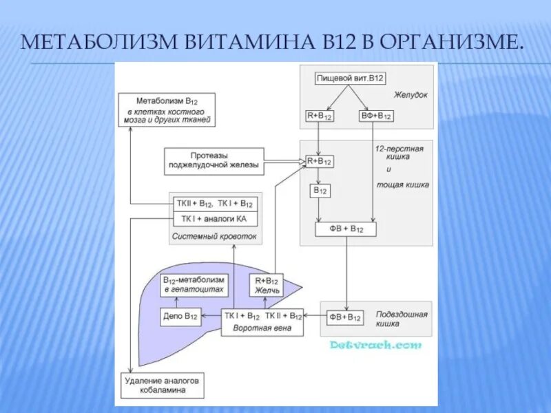 Метаболизм витамина б. Этапы всасывания витамина в12 в организме человека. Обмен витамина в12 схема. Всасывание витамина b12. Метаболизм витамина b12.