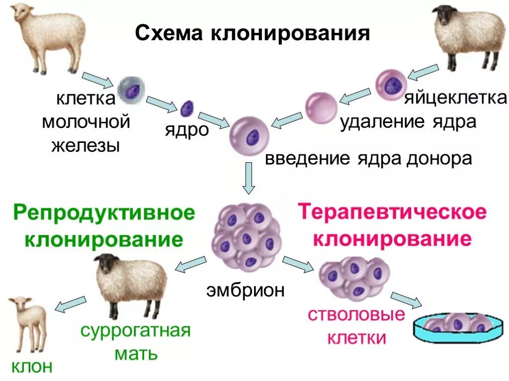 Пересадка ядер клеток эмбрионов. Репродуктивное клонирование схема. Клонирование Долли схема. Овечка Долли схема клонирования. Овечка Долли клонирование.