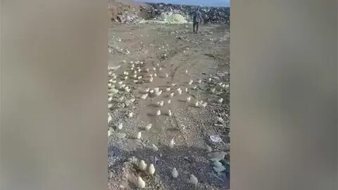 Свалка яиц в омске