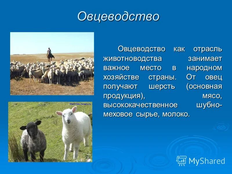 овцеводство отрасль специализации животноводства
