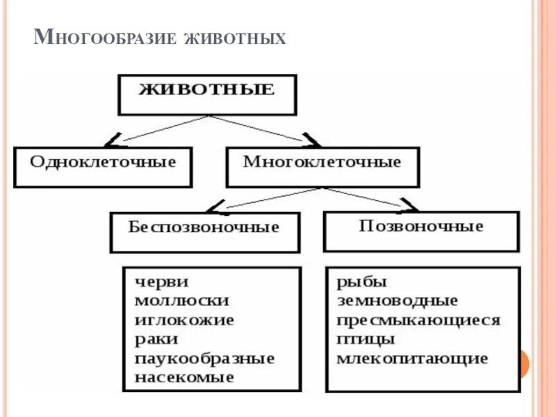 Все многообразие 6. Составьте схему многообразие животных. Царство животных классификация. Классификация животных систематика. Многообразие животных таблица.