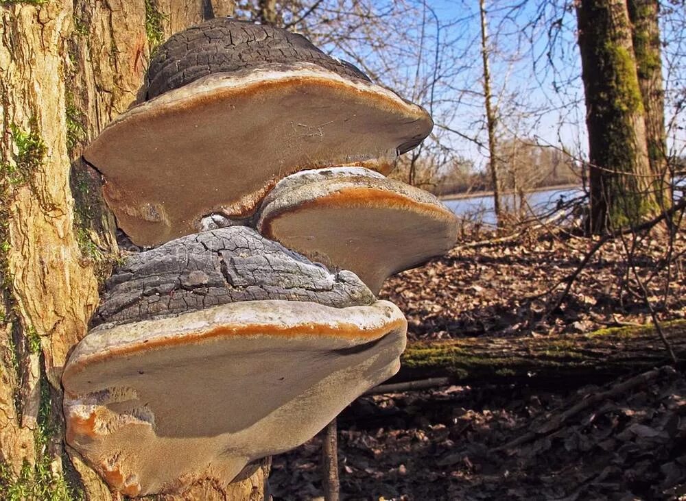 Трутовик ложный. Ложный дубовый трутовик. Гриб трутовик ложный. Phellinus igniarius. Гриб на дереве трутовик