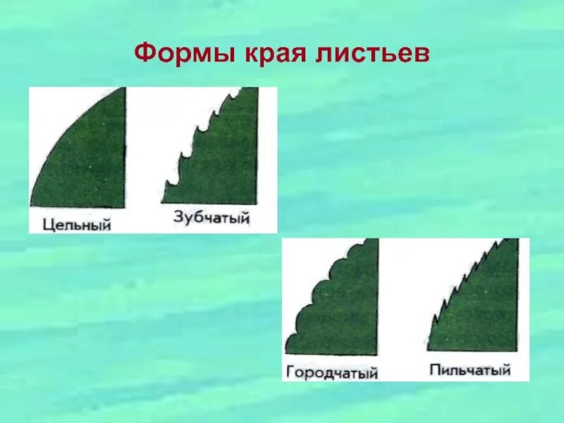 Пильчатый лист примеры растений Лист. Большая российская энциклопедия
