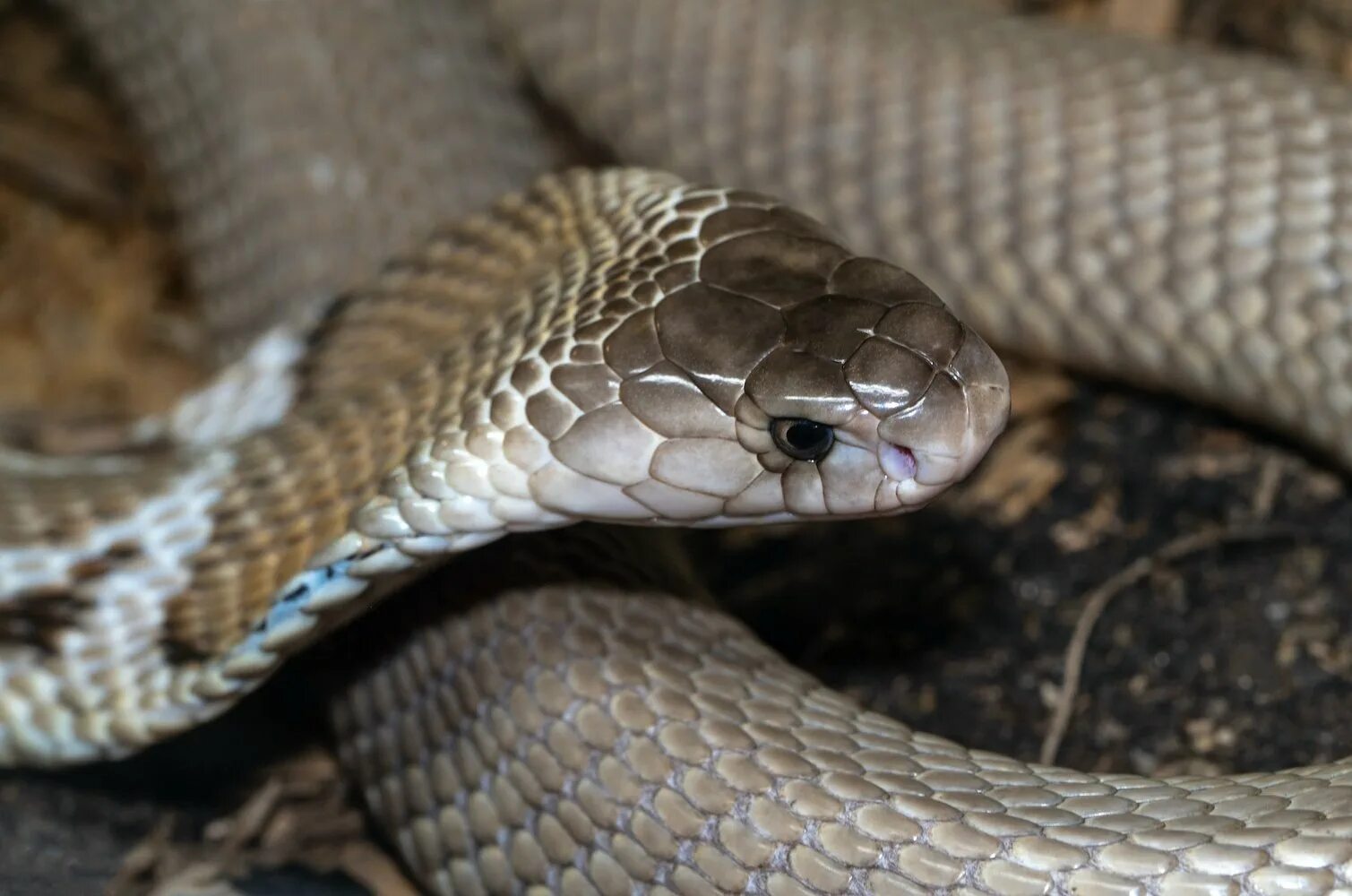 The cobra is a common poison