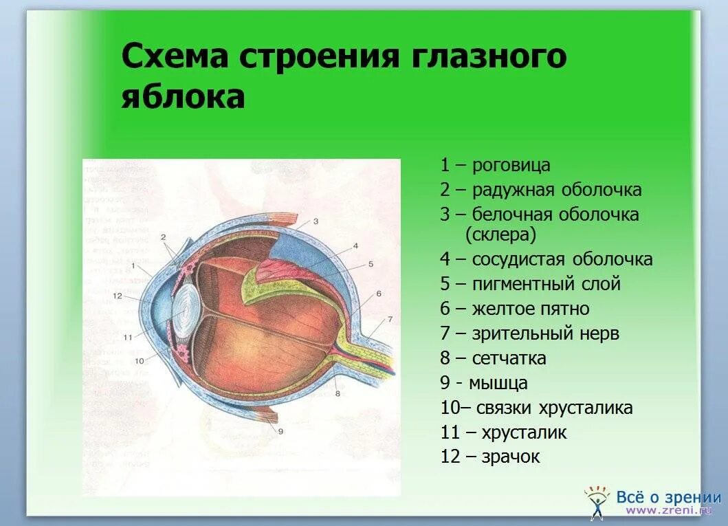 Глаз человека имеет оболочек. Схема глазного яблока (в сагиттальном сечении). Строение органа зрения (строение глазного яблока).. Строение оболочек глазного яблока. Последовательность структур глаза.