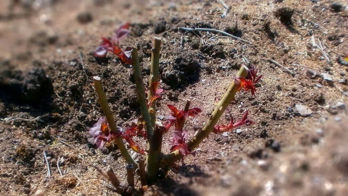 Розы весной после зимовки уход подкормка. Розы после зимы. Розы весной. Куст розы весной. Розы весной после зимовки.