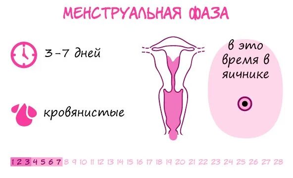 Вторая фаза менструационного. Менструальный цикл. Фазы менструационного цикла. Этапы менструального цикла. Этапы менструационного цикла.