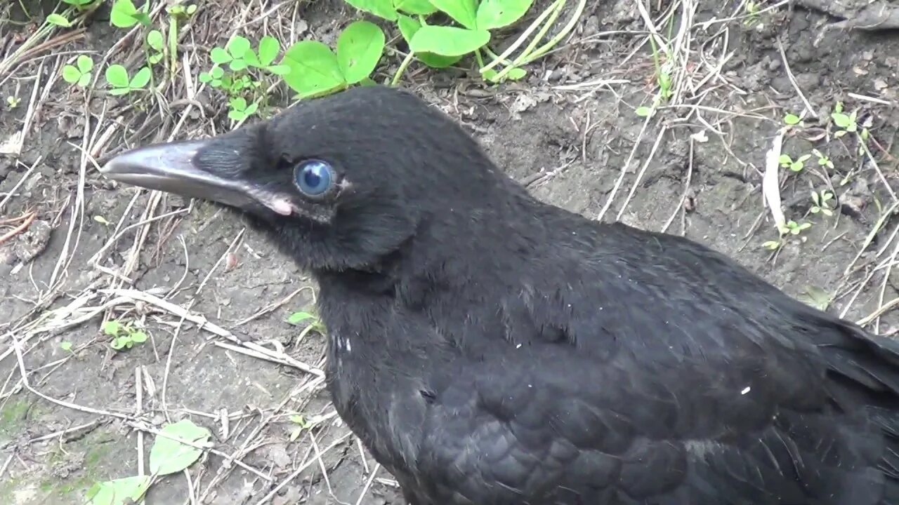 Карлуха вороненок впр. Вороненок слеток. воронёнок (птенец во́рона). ворона боярская. ворон ворона вороненок.