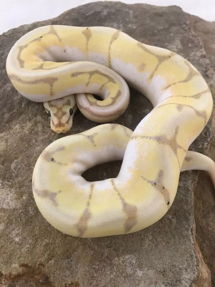 Змея без чешуи. Королевский питон banana spider. королевский питон банана. королевский питон без чешуи. bamboo spider змея.