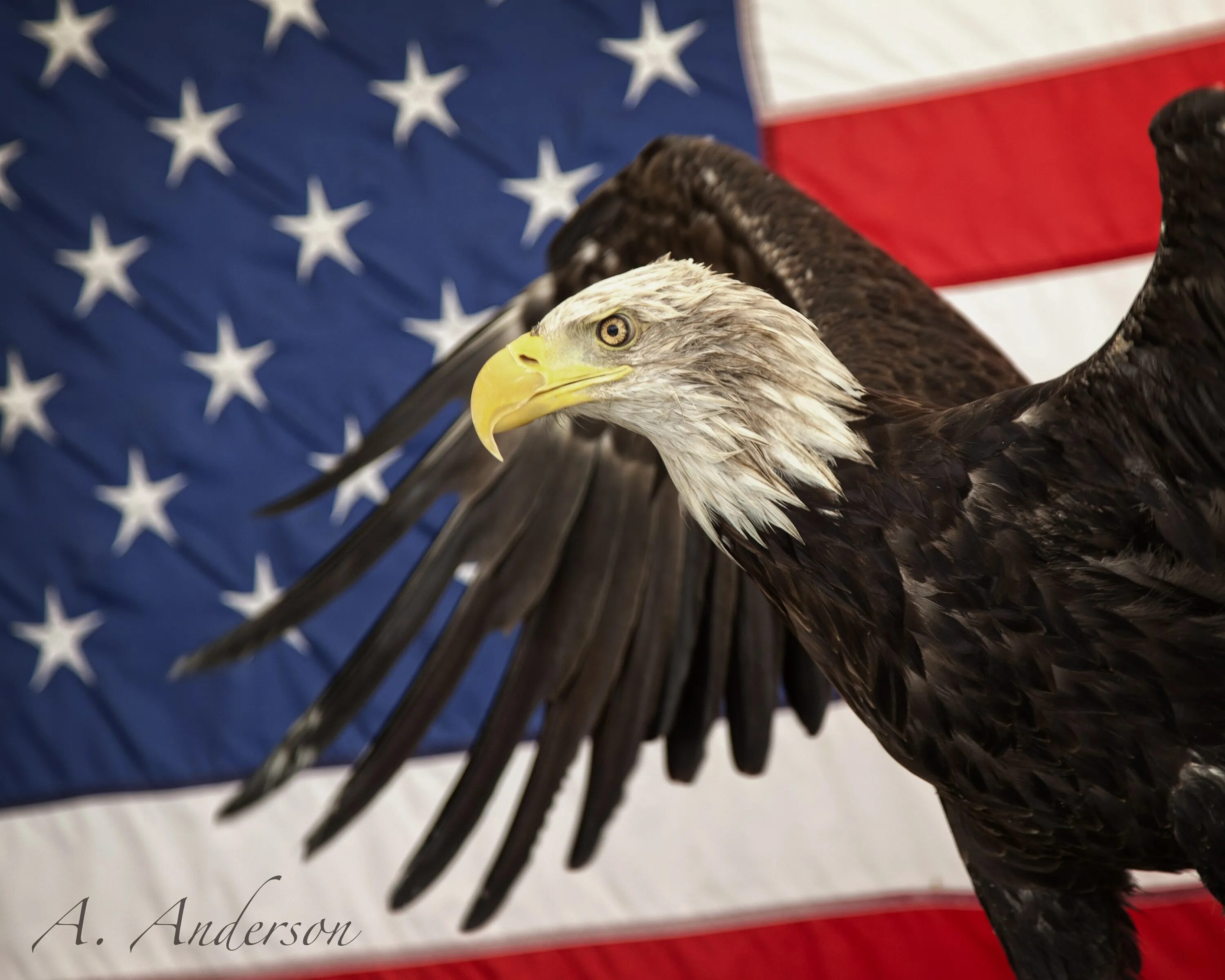 Белоголовый Орлан США. Символ Америки белоголовый Орлан. Американский лысый Орел. Американский Орлан символ. Звук орла америка