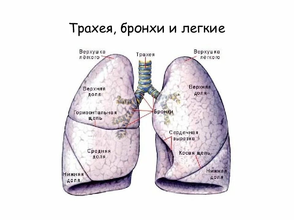 Строение трахеи и легких. Бронхи и легкие строение анатомия. Трахея главные бронхи и легкие. Трахея бронхи легкие анатомия.