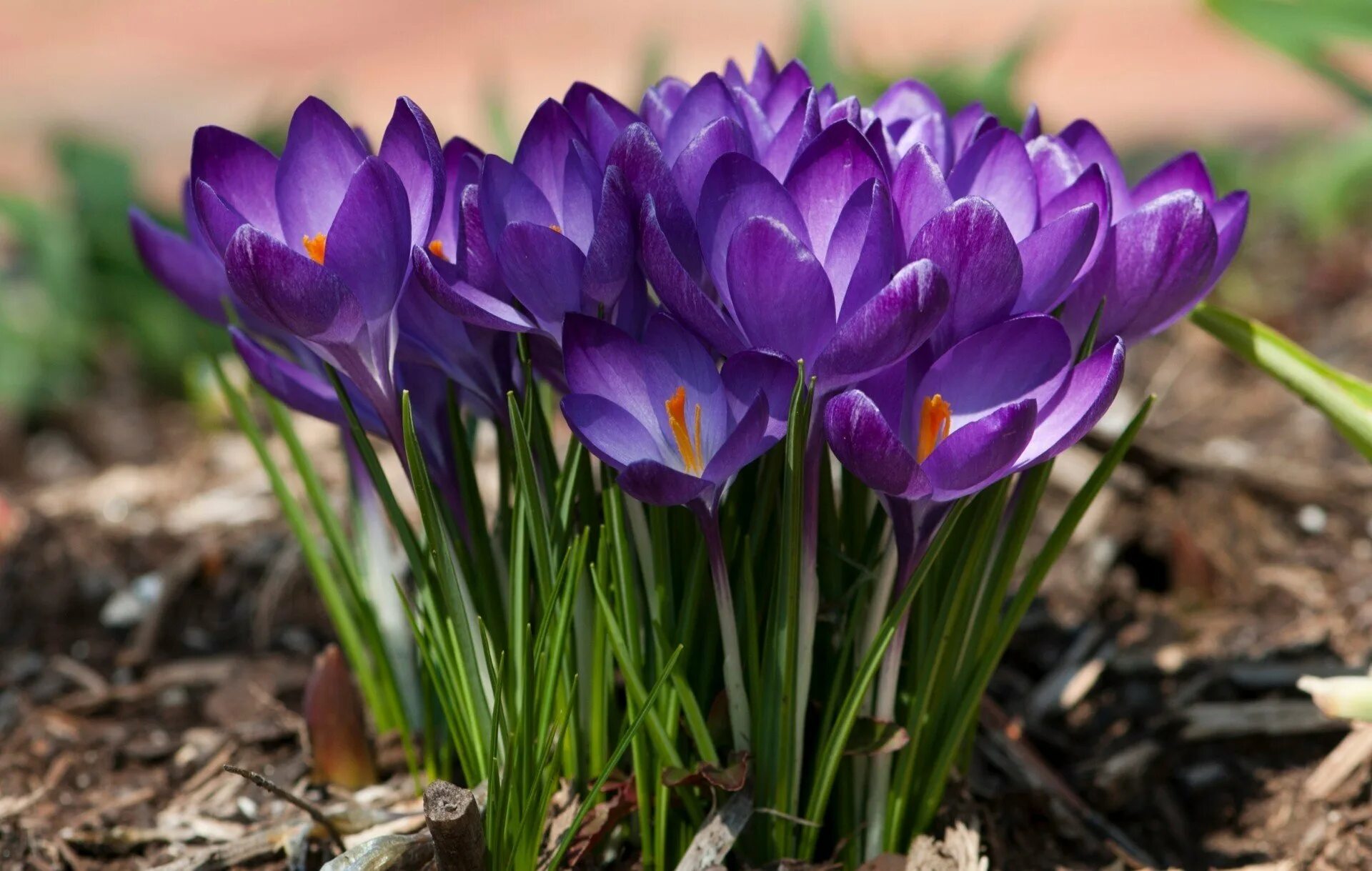 Цветы весны фото красивые. Крокус Шафран весенний. Крокус Шафран синий. Цветы синенькие Крокус. Крокус Флауэр рекорд.