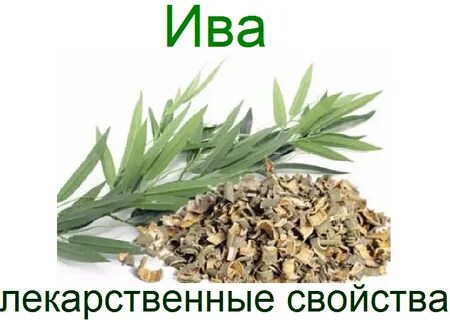 Ива белая противопоказания