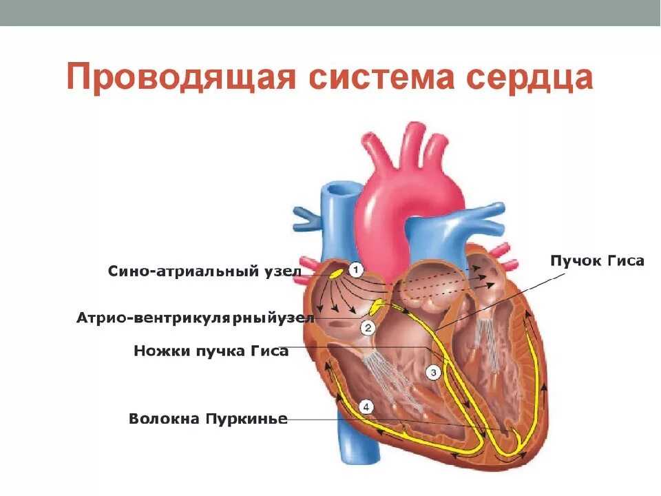 Пучок пуркинье. Проводящая система сердца синоатриальный узел. Проводящая система сердца анатомия схема. Строение сердца синоатриальный узел. Анатомические структуры проводящей системы сердца.