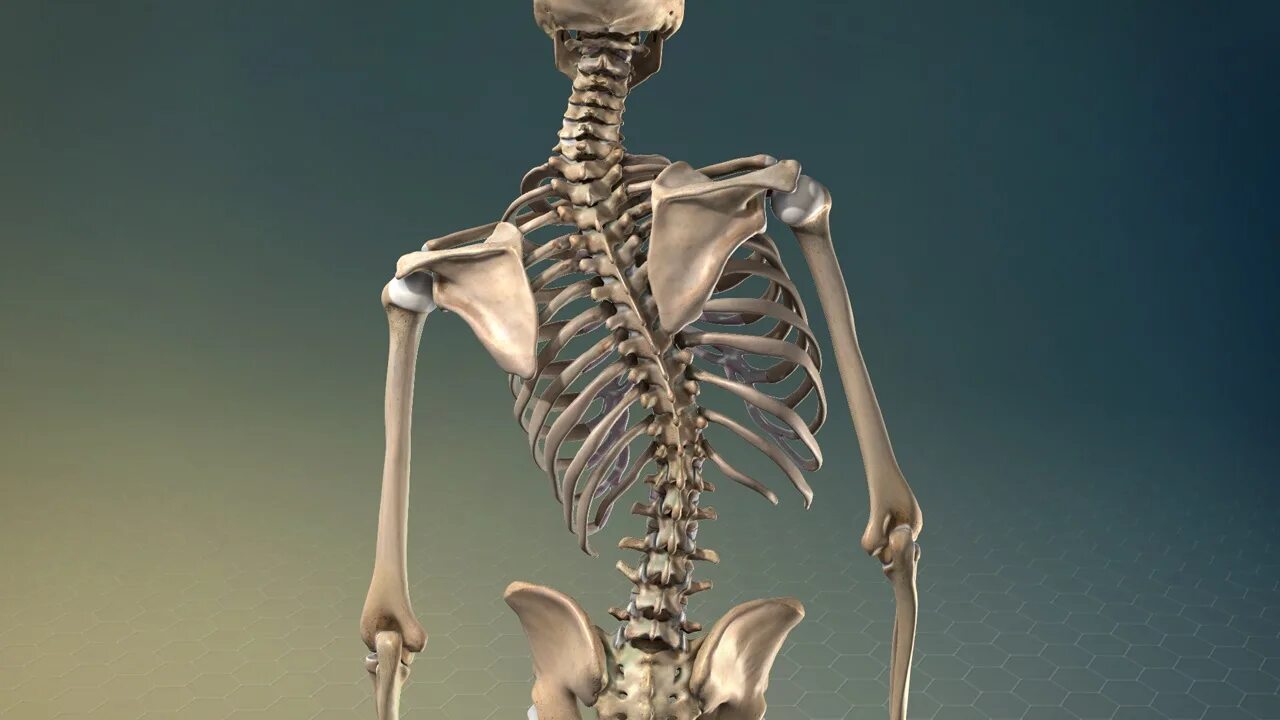 Облегченный скелет. Искривление позвоночника скелет. Скелет человека со сколиозом. Скелет со спины. Скелет с Кривой спиной.