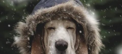 Cold dogs