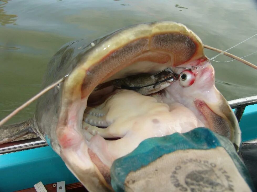 Как выглядят зубы сома giant river monsters fish_top 5 YouTube
