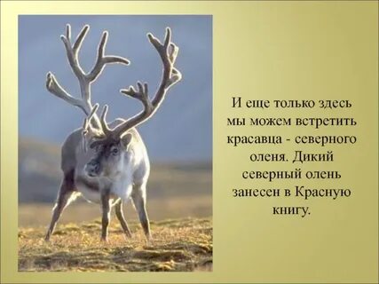 Предложение северный олень