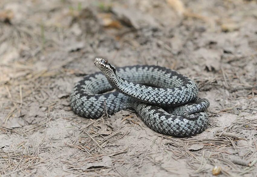 Гадюка обыкновенная. Обыкновенная гадюка - Vipera berus (Linnaeus, 1758). Обыкновенная гадюка (Vipera berus). Обыкновенная гадюка (Vipera berus l.). Гадюки в природе