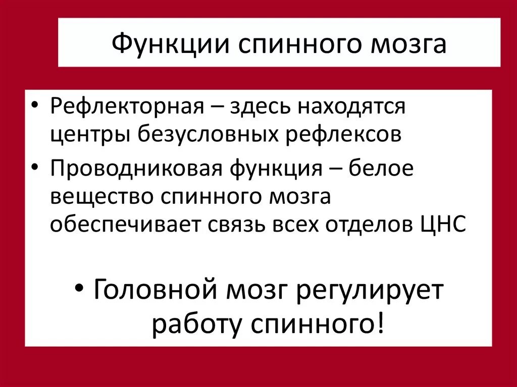 Выполняет рефлекторную и проводниковую функцию мозг. Функции спинного мозга. Функции спинного мозга человека. Функции спинного мозга кратко. Проводящая функция спинного мозга.