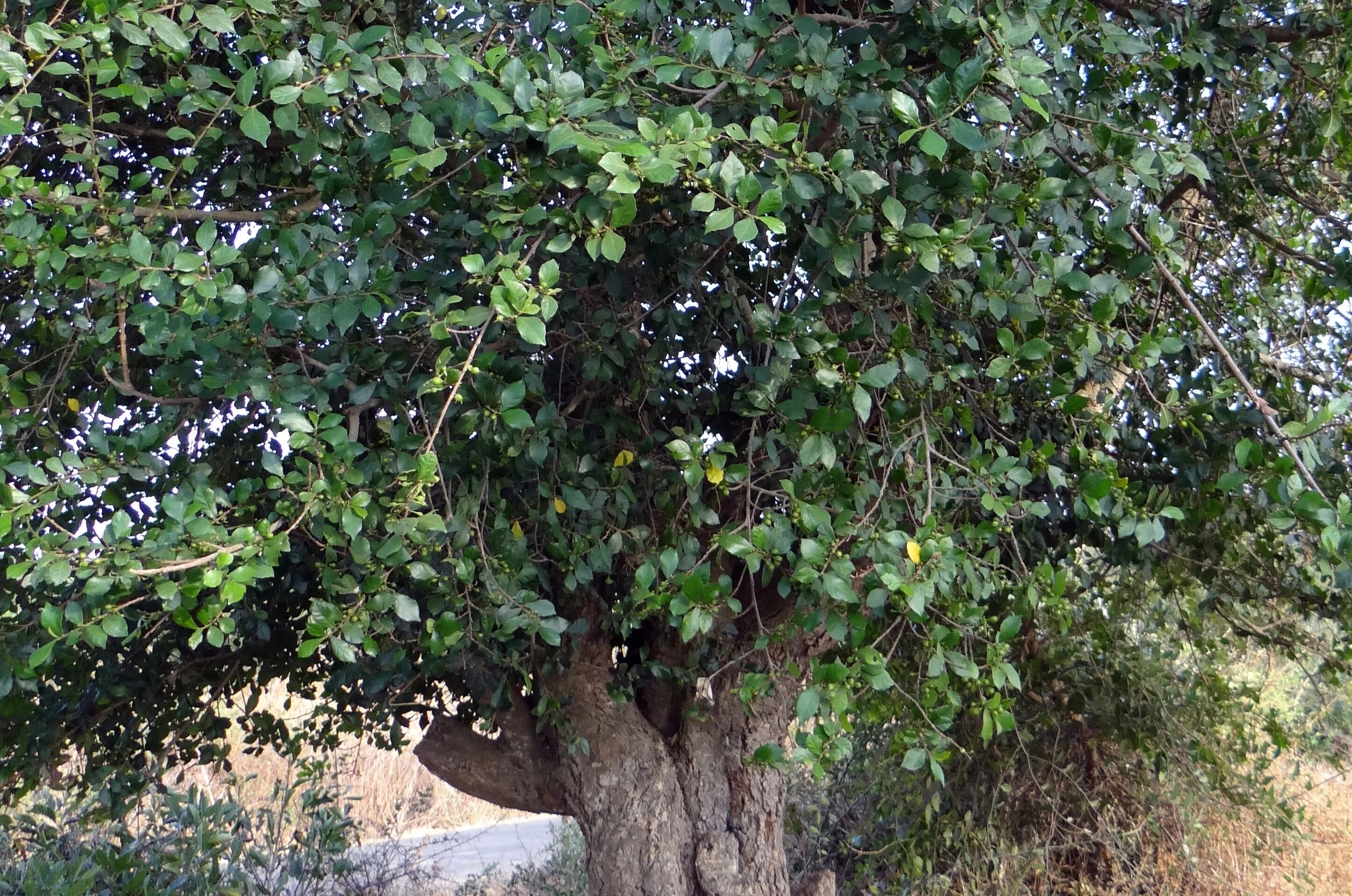 Зубное дерево Streblus Asper. Вечнозеленое дерево Индии. Кустарники Индии. Дерево wetka.