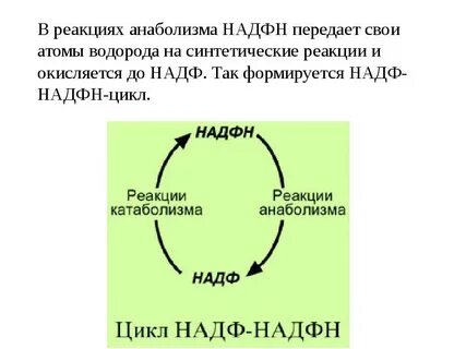 Цикл над