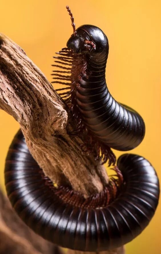 Сколько ног у сколопендры. Сороконожка сколопендра. многоножка millipede. кивсяк обыкновенный.