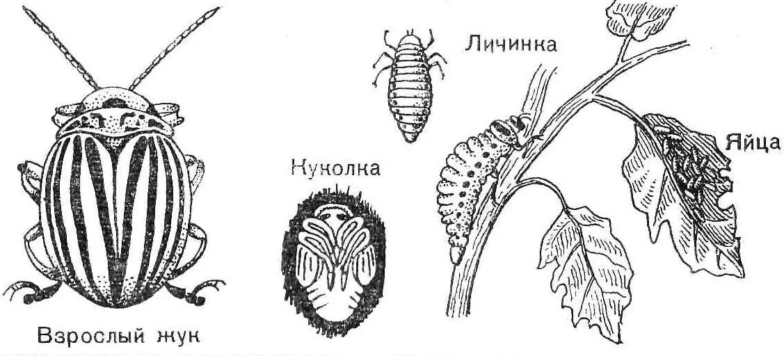 Для жука характерно развитие. Жизненный цикл колорадского жука схема. Колорадский Жук схема развития. Стадии развития колорадского жука. Цикл развития колорадского жука.