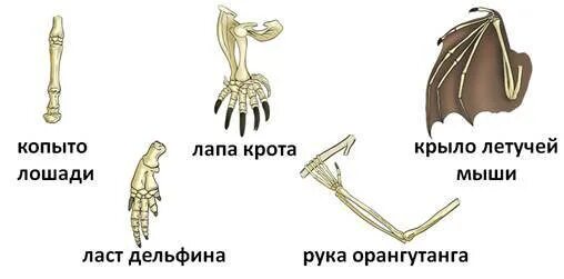 Сколько валют крыло летучей мыши мм2. Конечности млекопитающих. Скелет передней конечности. Передние и задние конечности млекопитающих. Скелет конечностей млекопитающих.