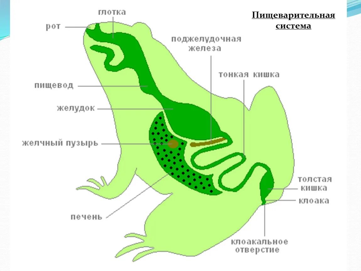 Щитовидная железа и желчный пузырь. Дыхательная и пищеварительная система лягушки. Система пищеварения лягушки. Пищеварение лягушки схема. Пищеварительная система у лягушки клоака.