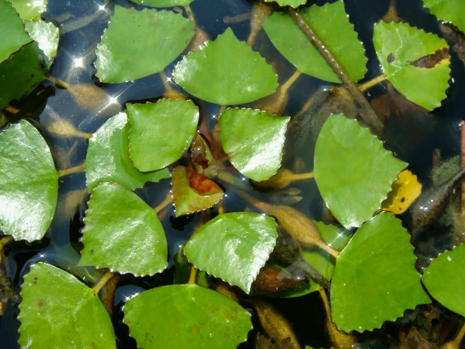 Рогульник плавающий водяной орех. Речной орех Чилим. Водный орех Чилим. Водяной орех Чилим рогульник.