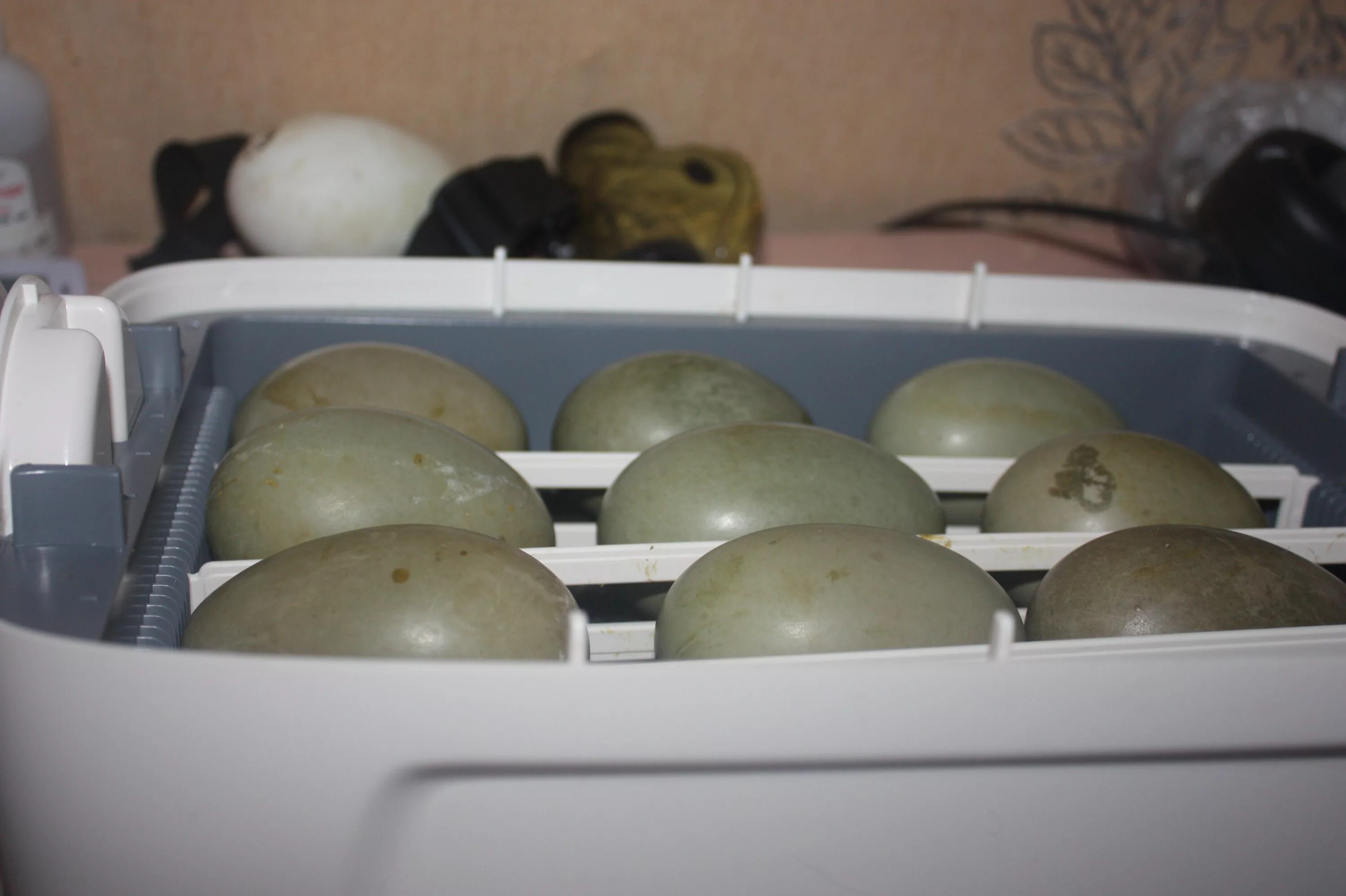 Условия инкубации утиных яиц. Овоскопирование мускусной утки. Овоскопирование яйца утки. Инкубация перепелиных яиц овоскопирование. Инкубация яиц дикой утки.