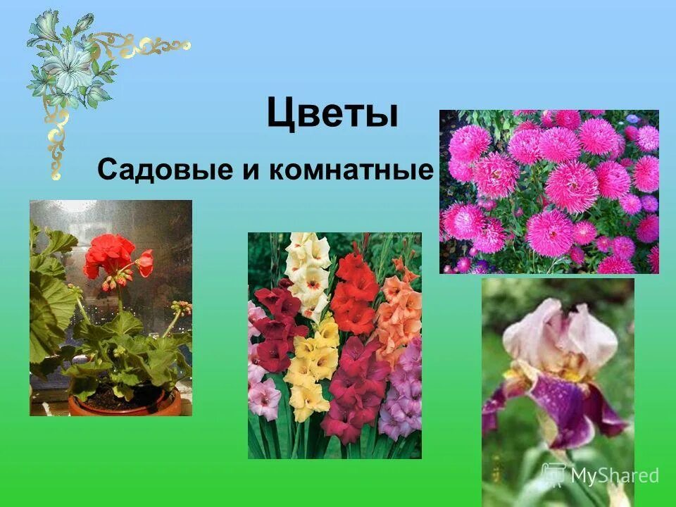 Растения города декоративное цветоводство 7 класс урок. Декоративные культурные растения. Декоративные растения названия. Цветы для презентации. Декоративные растения для дошкольников.