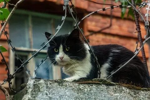 Кошки со шпалерной