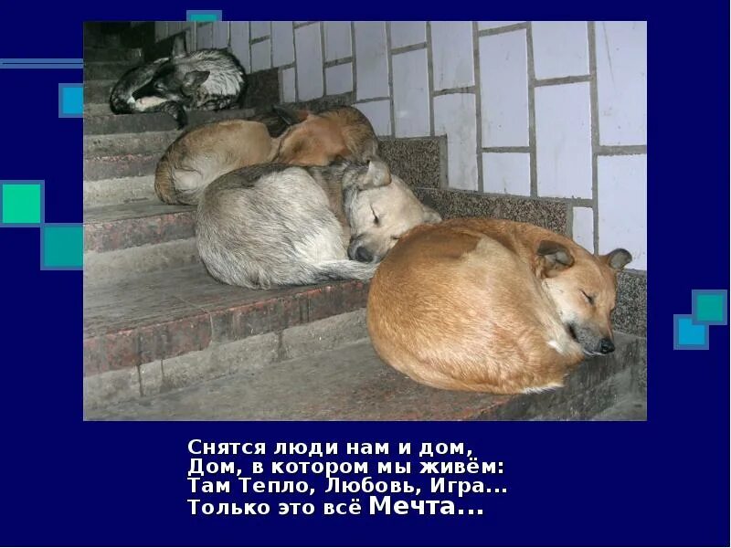 В ответе за них на дзене. Мы в ответе кого приручили. в ответе за тех кого приручили. мы в ответе за кого приручили. мы в ответе за того кого приручили.
