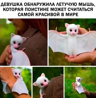 Типы милы
