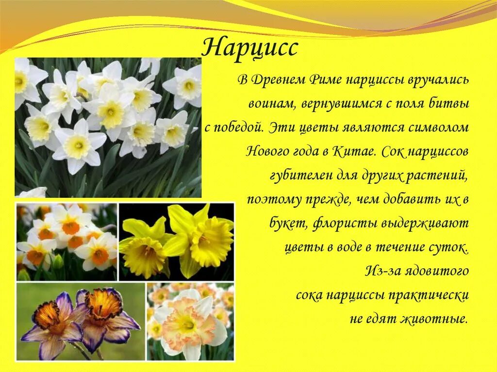 Почему любят нарциссов. Нарцисс царство. Нарцисс Легенда о цветке. Нарцисс Зинзи. Нарцисс Родина растения.
