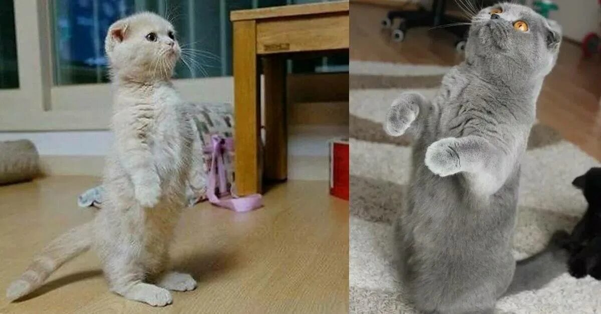 Остеохондродисплазия скоттиш фолд. Лапки кошки вислоухая шотландская. Хондродисплазия шотландских вислоухих кошек. Остеохондродисплазии шотландских вислоухих кошек. Шотландская вислоухая кошка лапы.