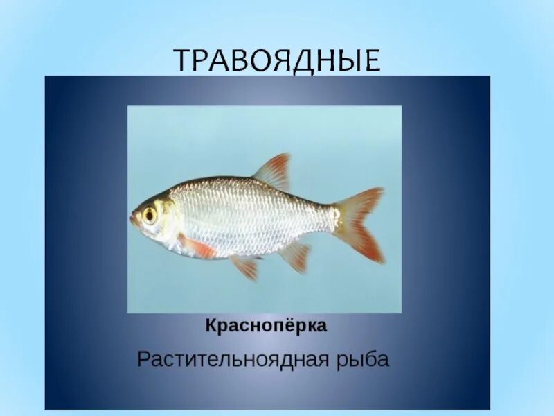 Почему численность промысловых растительноядных рыб. Травоядные рыбы. Рыбы Хищные и растительноядные. Пресноводные растительноядные рыбы. Растительноядные рыбки.