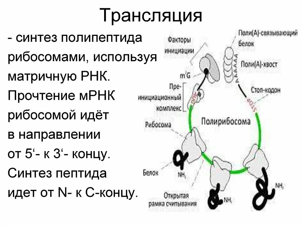 Служит матрицей при синтезе полипептидов. Трансляция это Синтез. Трансляция направление синтеза. Трансляция МРНК. Синтез матричной РНК.