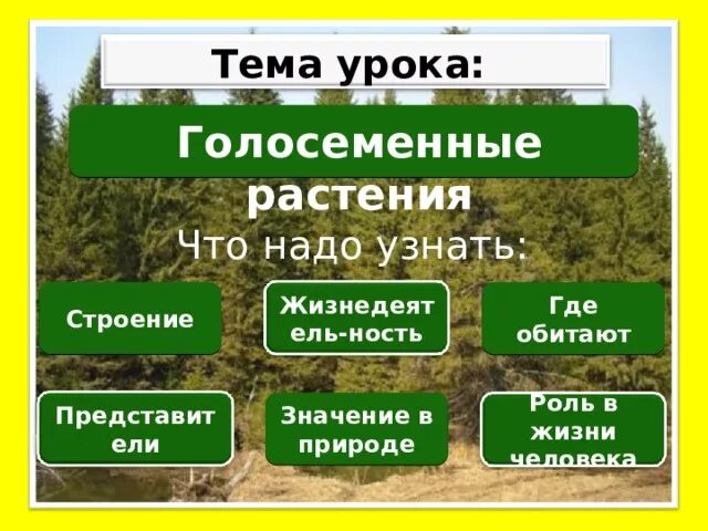 Дайте определение голосеменные растения приведите пример. Таблица голосеменные растения в природе. экология голосеменных растений. польза голосеменных растений. где используется голосеменные растения.