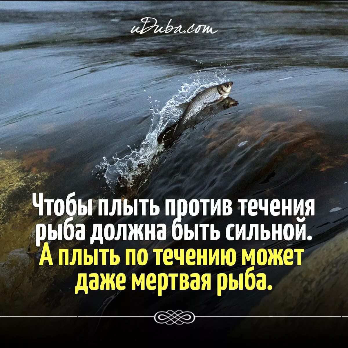 Полететь против течения ничего не говори. Плыть по течению цитаты. плыть против течения. плыть по течению жизни. течение жизни цитаты.