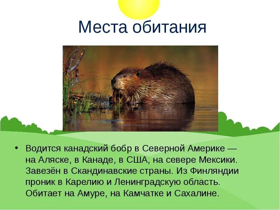 Бобр в какой природной зоне. Бобр Речной обыкновенный. Место обитания бобра. Обитание Бобров. Где обитает бобебер.