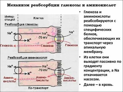 Реабсорбция в почках