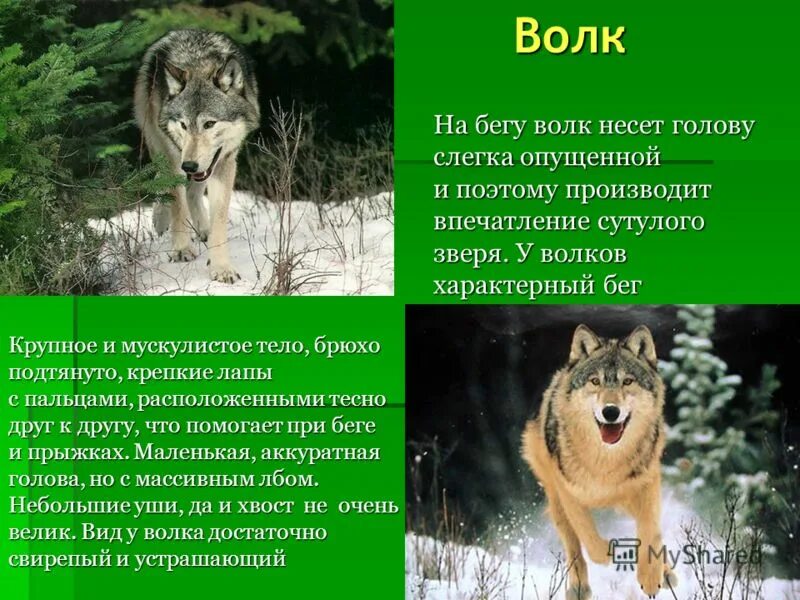 Красный волк занесен в красную книгу россии. Краткое описание волков. Волк летом. Презентация на тему волк. Животные которые относятся к волкам.