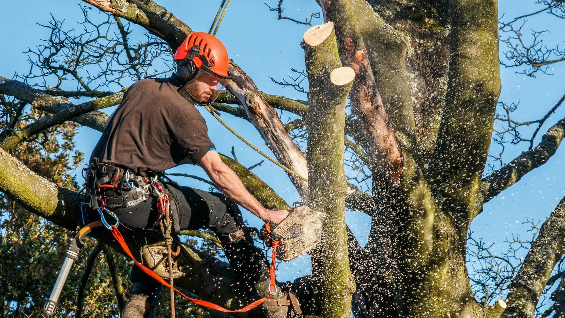 Cut down plant. Спиливание деревьев. Спиленное дерево. Спил и опиловка деревьев. Спил и обрезка деревьев.